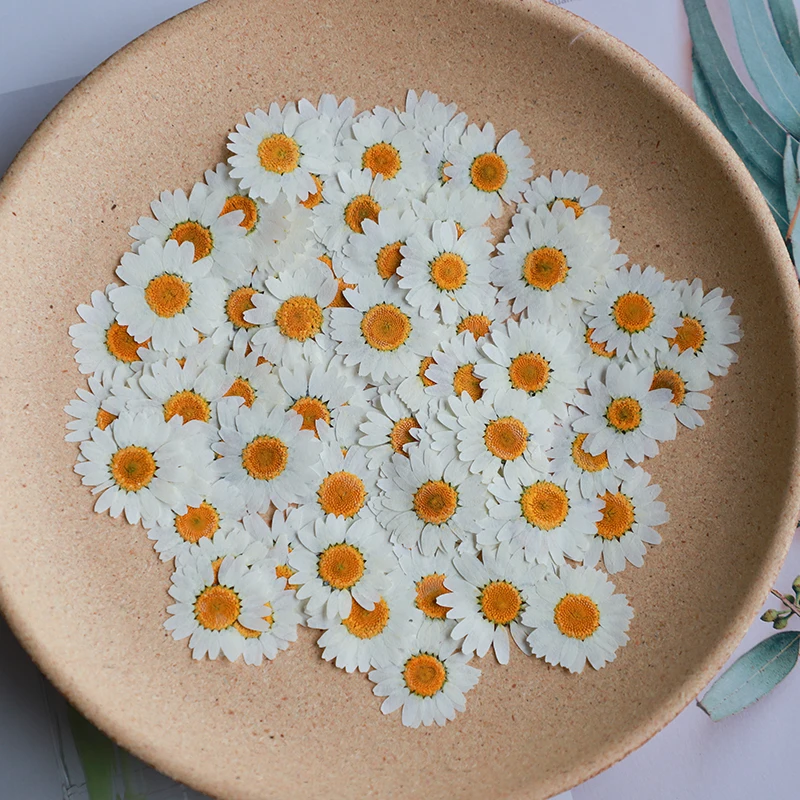 Dried Flower Bookmark - 60x Flores de Crisântemo Paludosum Secas