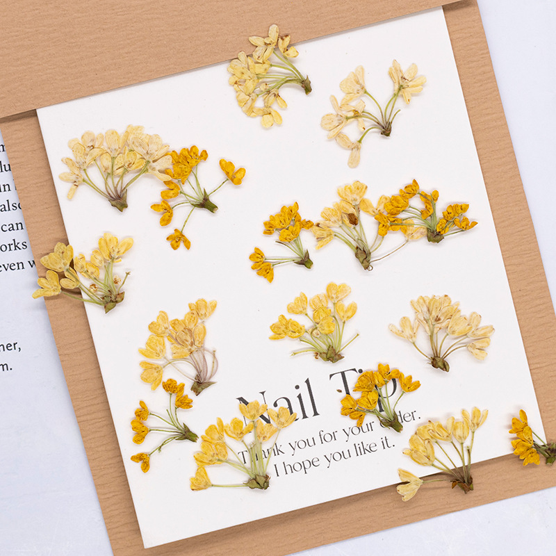 Dried Flower Bookmark - 24 peças, Flores Naturais Prensadas, Plantas