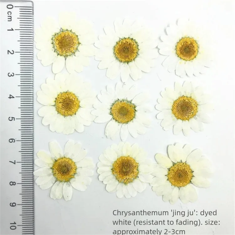 100 Peças de Pétalas de Crisân - Dried Flower Bookmark avaliação e preço