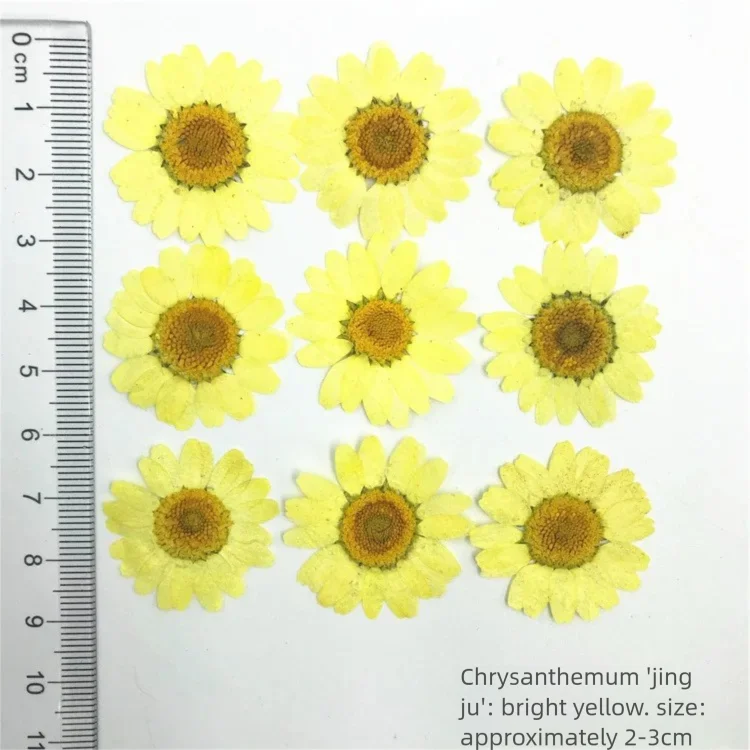 100 Peças de Pétalas de Crisân - Dried Flower Bookmark avaliação e preço