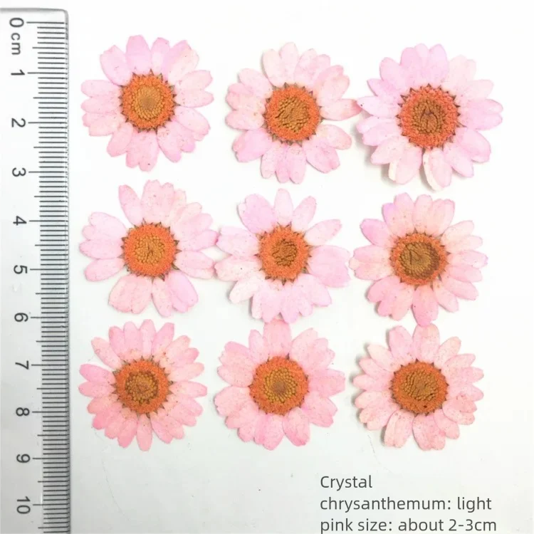 100 Peças de Pétalas de Crisân - Dried Flower Bookmark avaliação e preço
