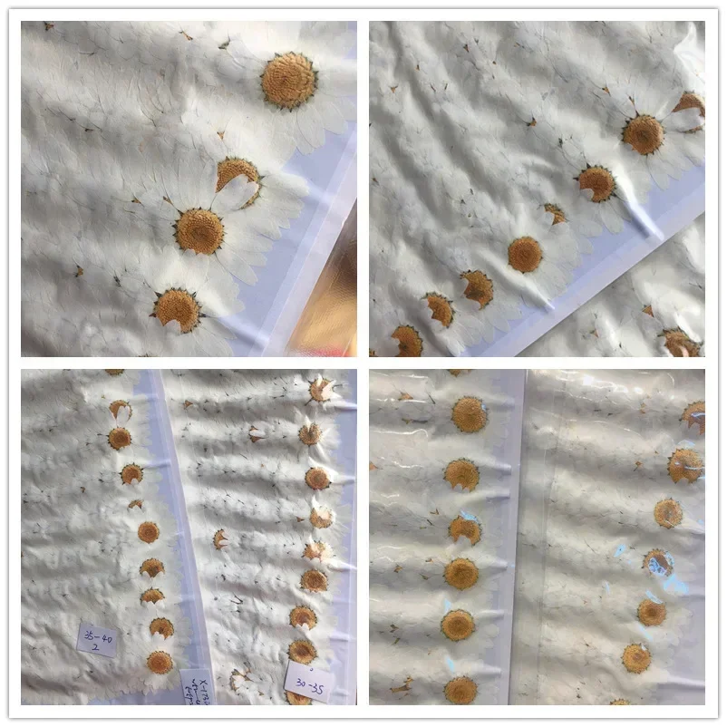 60x Flores de Crisântemo Palud - Dried Flower Bookmark avaliação e preço