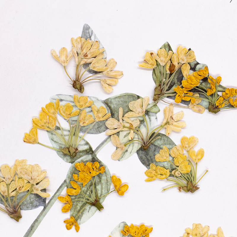 24 peças, Flores Naturais Pren - Dried Flower Bookmark avaliação e preço