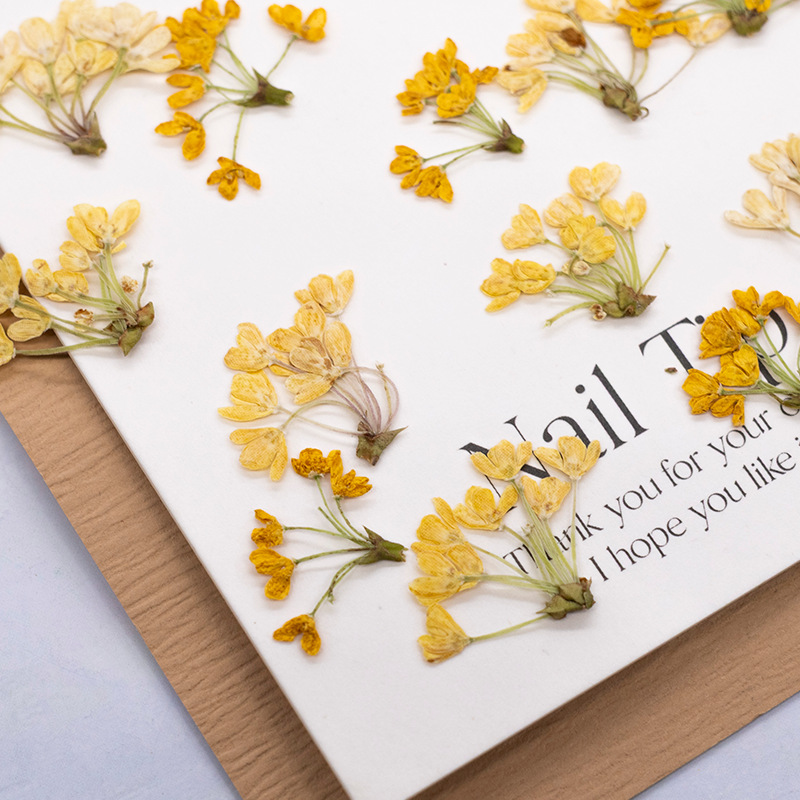 24 peças, Flores Naturais Pren - Dried Flower Bookmark avaliação e preço