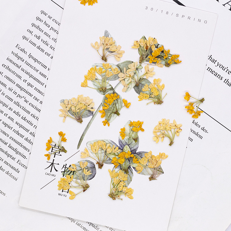 24 peças, Flores Naturais Pren - Dried Flower Bookmark avaliação e preço
