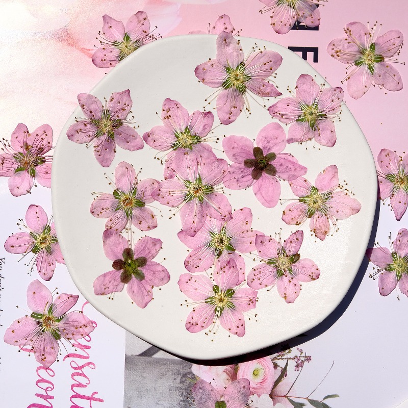 Flores Secas Prensadas de Flor - Dried Flower Bookmark avaliação e preço