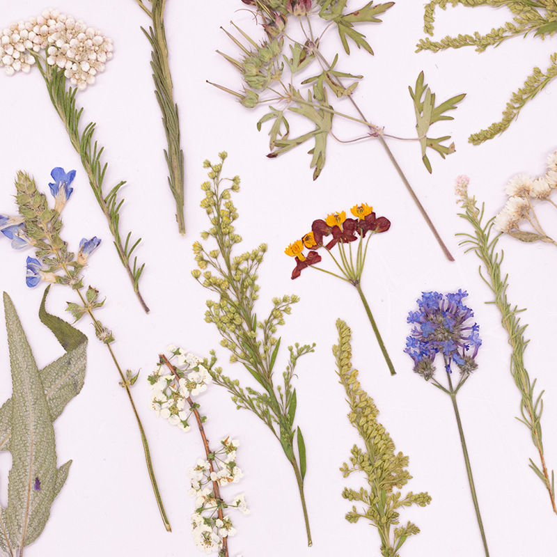 Pacote Grande com 500 Peças de - Dried Flower Bookmark avaliação e preço