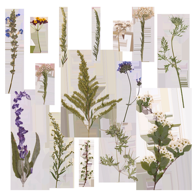Pacote Grande com 500 Peças de - Dried Flower Bookmark avaliação e preço
