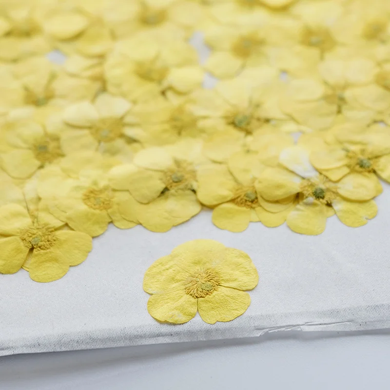 100 Peças de Ranúnculos Secos, - Dried Flower Bookmark avaliação e preço