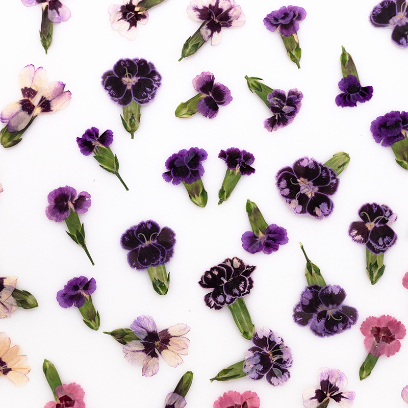 24 peças, Flores Secas Prensad - Dried Flower Bookmark avaliação e preço