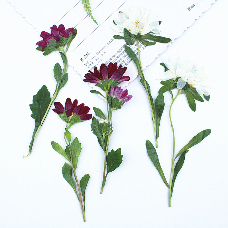 24 peças, Mini Crisântemos Sec - Dried Flower Bookmark avaliação e preço