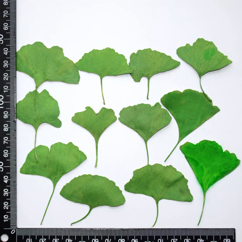 60 folhas de Ginkgo Biloba (am - Dried Flower Bookmark avaliação e preço